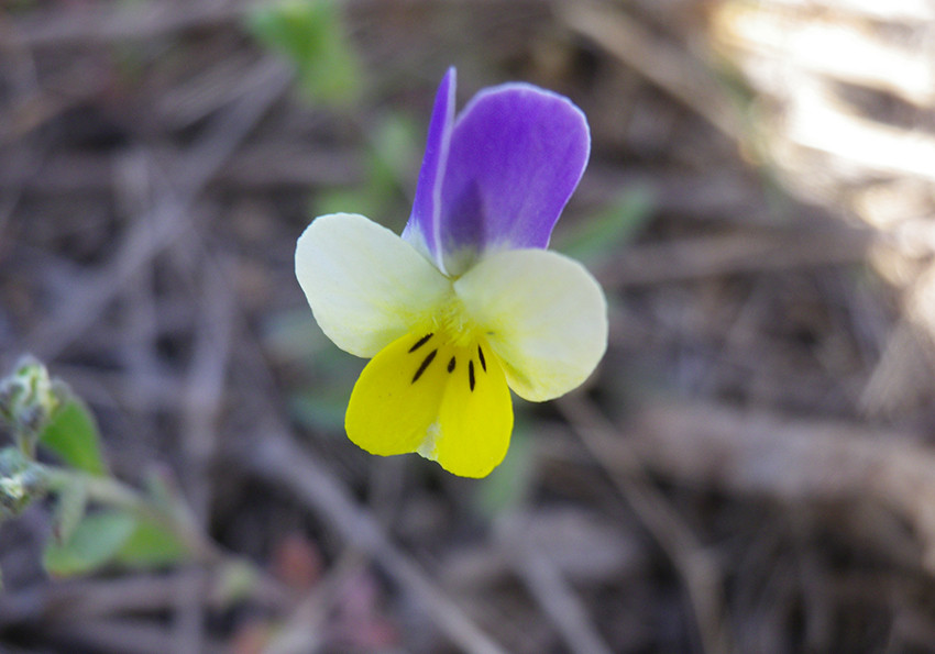  триколірна, (Viola tricolor)